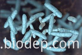 Lactobacillus Crispatus3